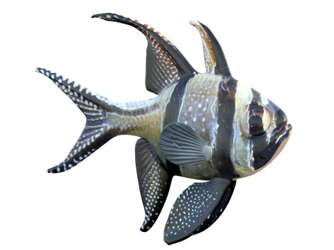 Kardynał Banggajski Model 3D