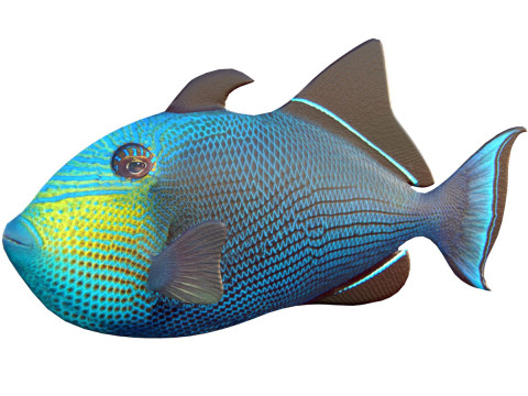 Black Durgon fish 3D Model