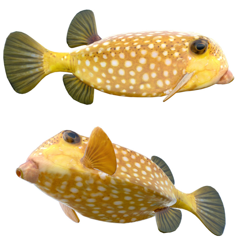 Poisson-coffre Modèle 3D .c4d .max .obj .3ds .fbx .stl .blend 