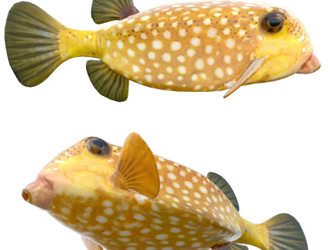 Boxfish fish 3D Model