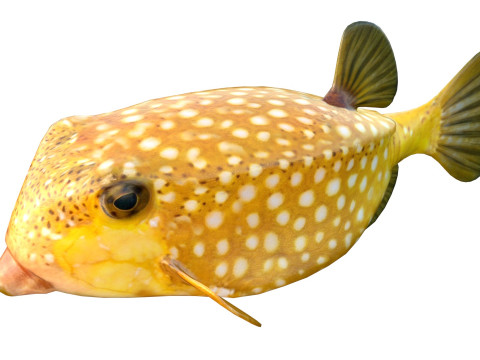 Poisson-coffre Modèle 3D