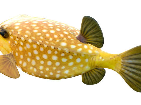 Poisson-coffre Modèle 3D