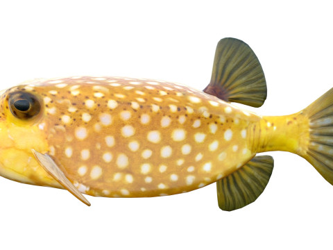 Poisson-coffre Modèle 3D