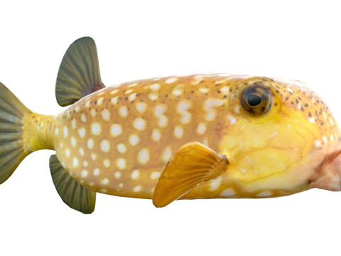 Poisson-coffre Modèle 3D