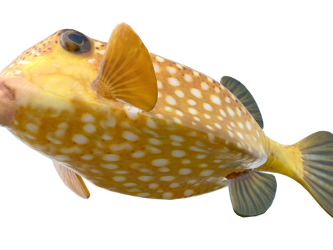 Poisson-coffre Modèle 3D