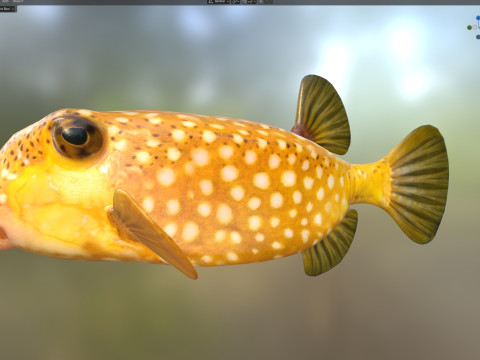 Poisson-coffre Modèle 3D
