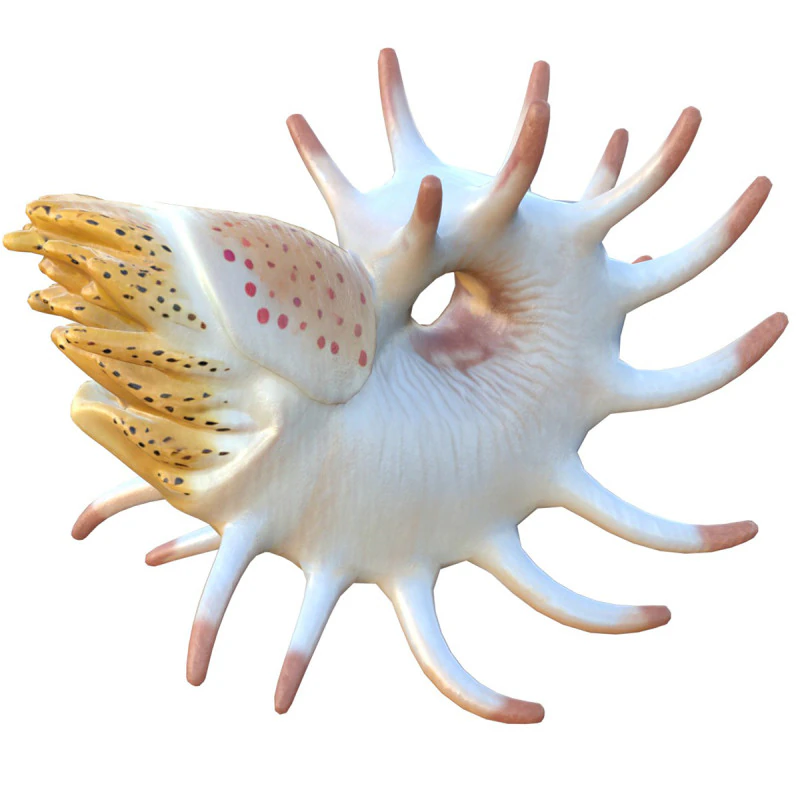 Cooperoceras fish 3D Model .c4d .max .obj .3ds .fbx .stl .blend 