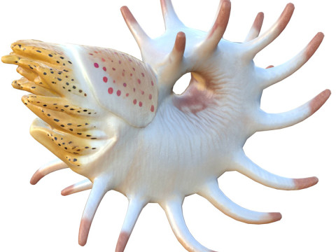 Cooperoceras fish 3D Model