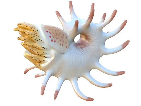 Cooperoceras fish 3D Model