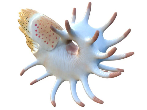 Cooperoceras fish 3D Model