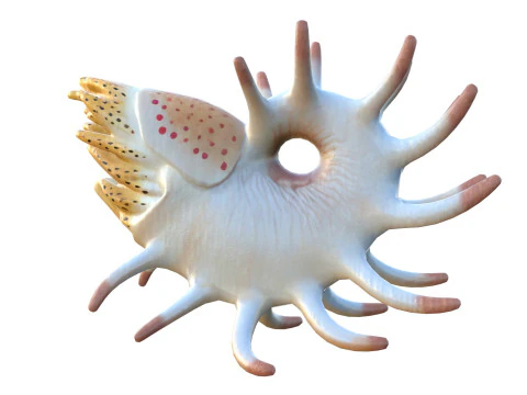 Cooperoceras fish 3D Model