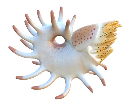 Cooperoceras fish 3D Model