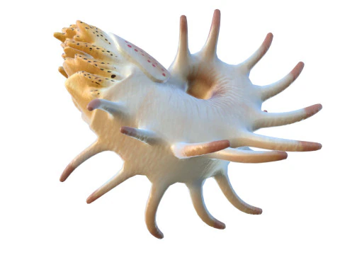 Cooperoceras fish 3D Model