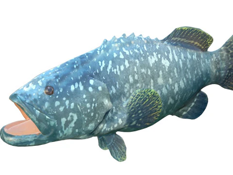 Goliath Grouper fish 3D Model