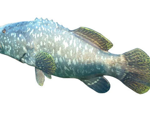 Goliath Grouper fish 3D Model