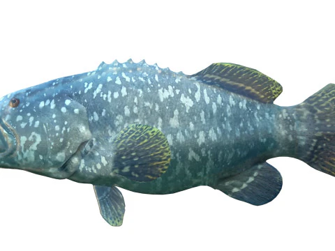 Goliath Grouper fish 3D Model