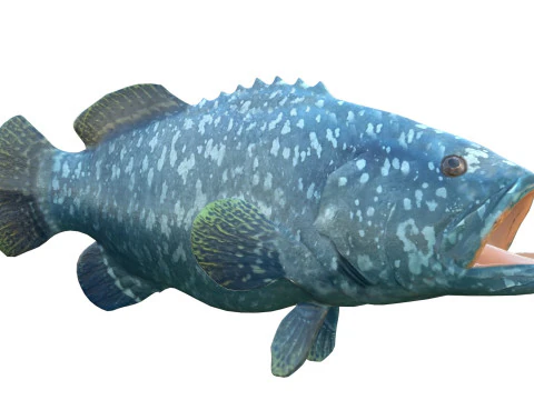 Goliath Grouper fish 3D Model
