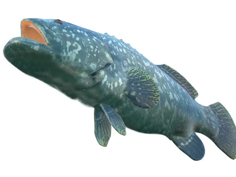 Goliath Grouper fish 3D Model