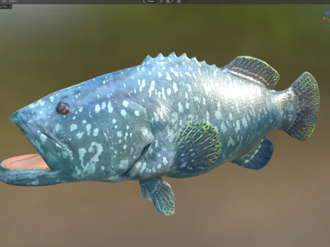 Goliath Grouper fish 3D Model