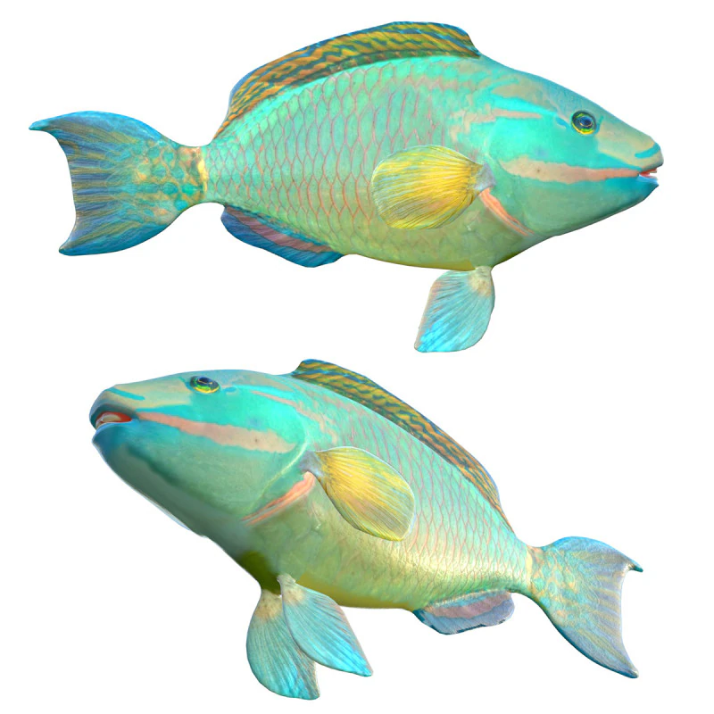 Green Queen Parrotfish 3D Model .c4d .max .obj .3ds .fbx .stl .blend