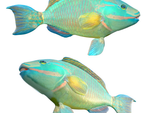 Green Queen Parrotfish 3D Model