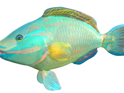 Зеленая королева-рыба-попугай 3D Модель