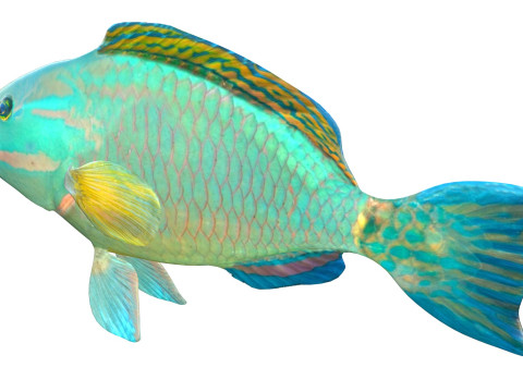 Зеленая королева-рыба-попугай 3D Модель