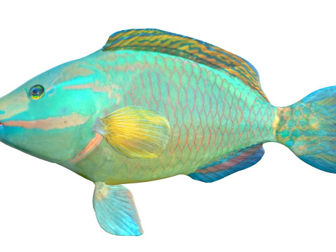Зеленая королева-рыба-попугай 3D Модель