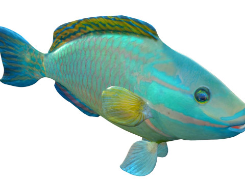 Зеленая королева-рыба-попугай 3D Модель