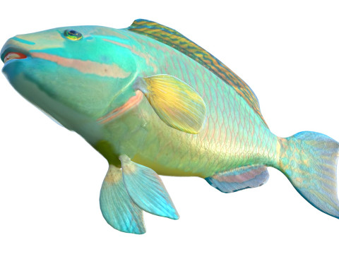 Зеленая королева-рыба-попугай 3D Модель