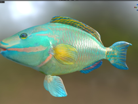 Зеленая королева-рыба-попугай 3D Модель