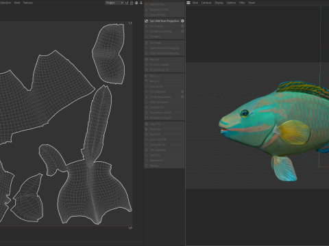 Зеленая королева-рыба-попугай 3D Модель