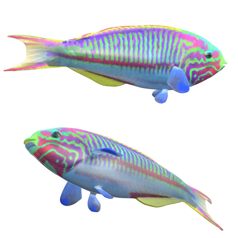 Klunzinger Wrasse fish 3D Model .c4d .max .obj .3ds .fbx .stl .blend 