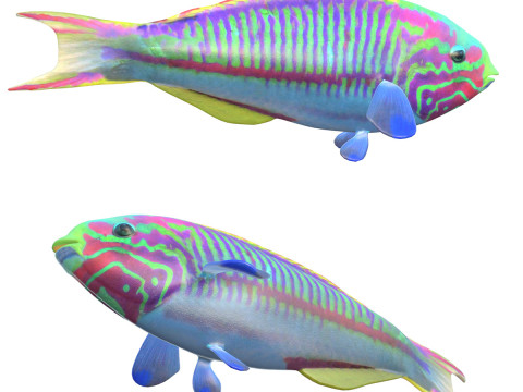 Klunzinger Wrasse fish 3D Model
