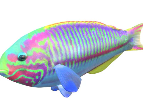 Klunzinger Wrasse fish 3D Model