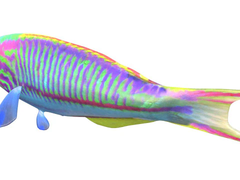 Klunzinger Wrasse fish 3D Model