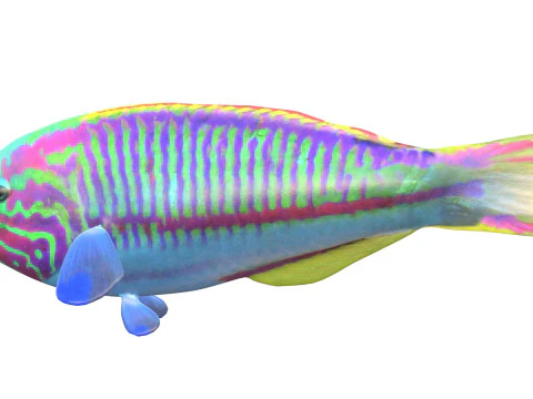 Klunzinger Wrasse fish 3D Model