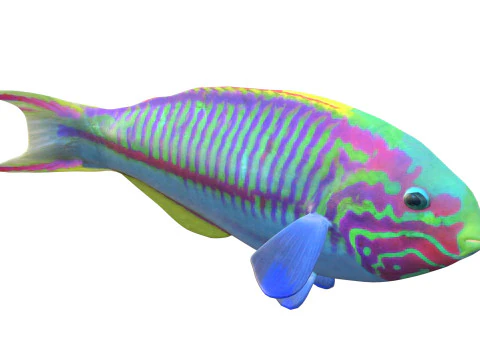Klunzinger Wrasse fish 3D Model