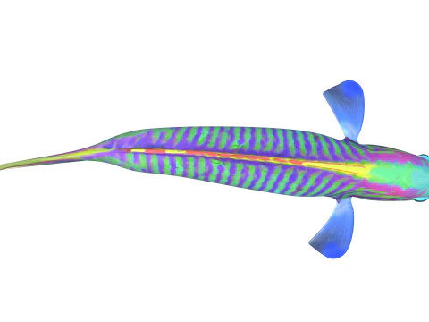 Klunzinger Wrasse fish 3D Model