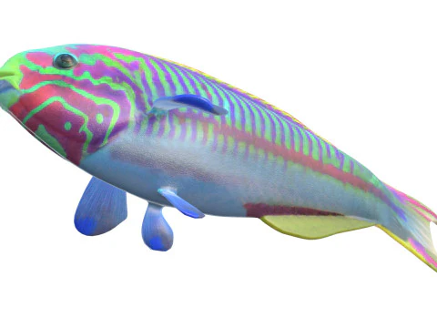 Klunzinger Wrasse fish 3D Model