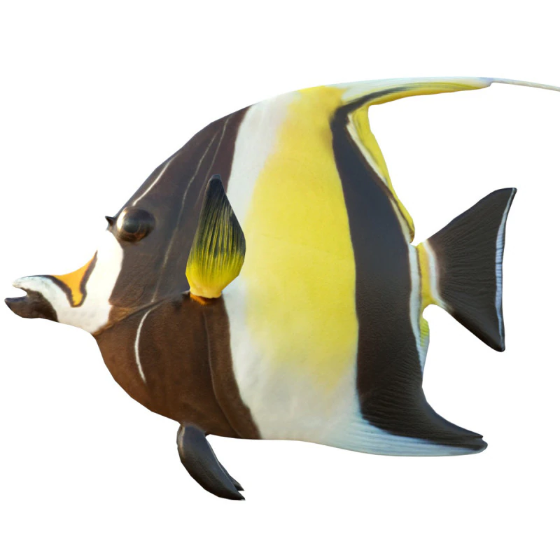 Moorish Idol fish 3D Model .c4d .max .obj .3ds .fbx .stl .blend 