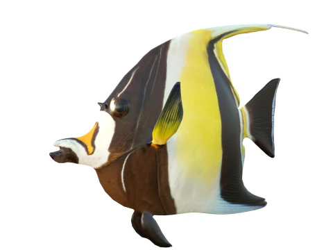 Moorish Idol fish 3D Model