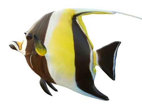 Moorish Idol fish 3D Model