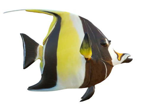 Moorish Idol fish 3D Model