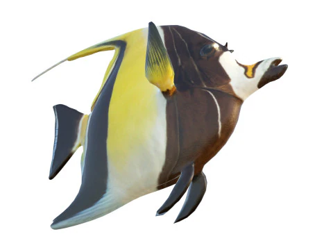 Moorish Idol fish 3D Model