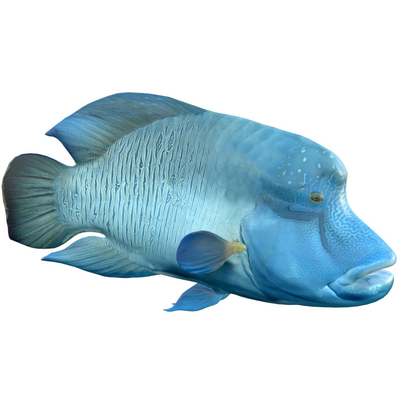 Napoleon Wrasse fish 3D Model .c4d .max .obj .3ds .fbx .stl .blend 