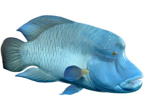 Napoleon Wrasse fish 3D Model