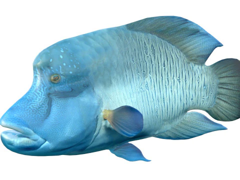 Napoleon Wrasse fish 3D Model