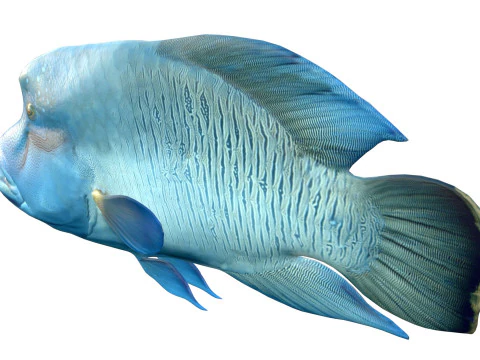 Napoleon Wrasse fish 3D Model