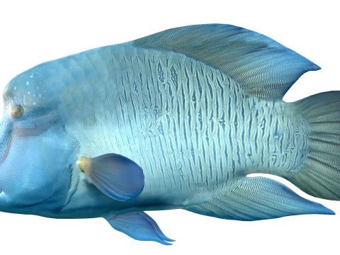 Napoleon Wrasse fish 3D Model